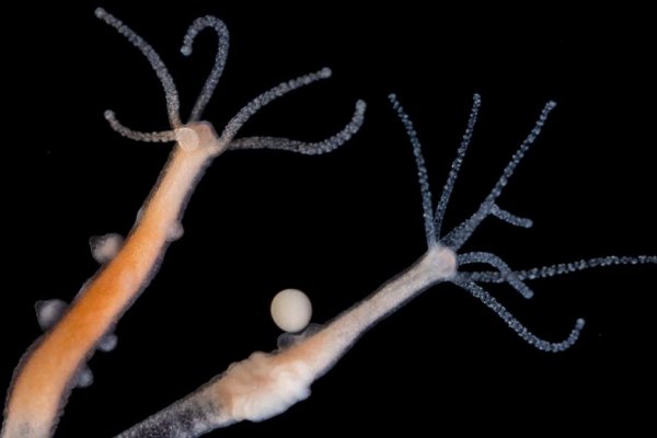 Kraken 14 at сайт