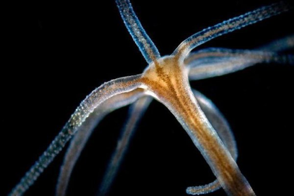 Kraken istand onion