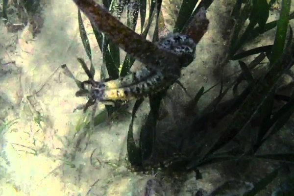 Кракен ссылка призыва нет