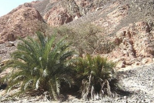 Кракен верное зеркало